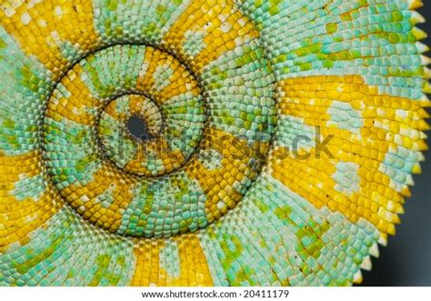 Chameleon Tail Spiral Stock Photo 20411179 Shutterstock