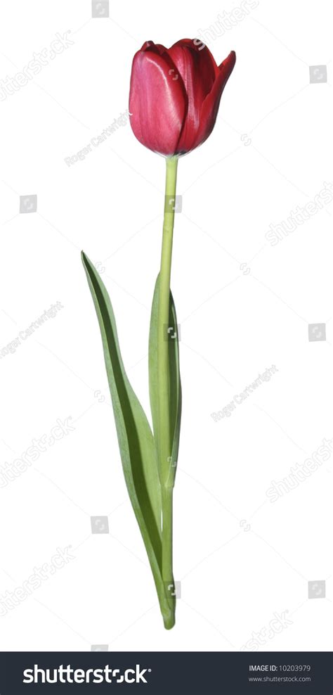 Single Tulip Stem Leaves Stock Photo 10203979 Shutterstock