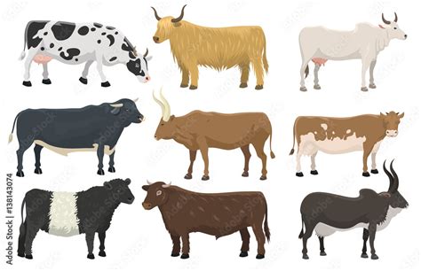 Set Of Bulls And Cows Farm Animal Cattle Mammal Nature Beef Agriculture