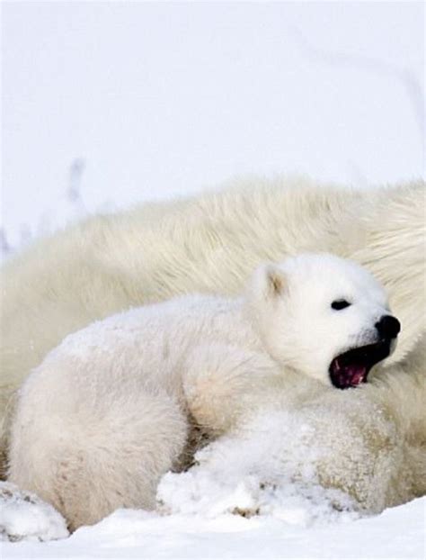 Pin On Polar Bears