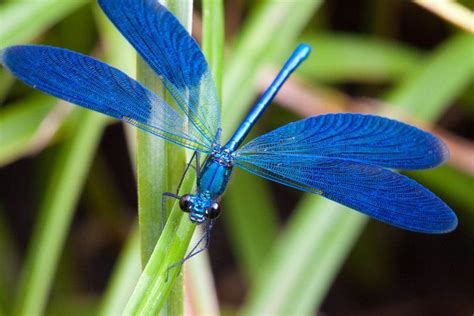 Blue Damselfly Calopteryx Virgo Europe Blue Dragonfly Dragonfly