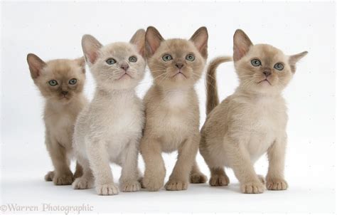 50 Most Cute Burmese Kitten Pictures And Images