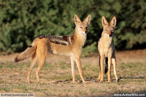 Black Backed Jackal Facts Pictures Video And Information Discover An