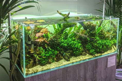 Intro To The World Of Aquascaping With Scaped Nature — Green Rooms Market