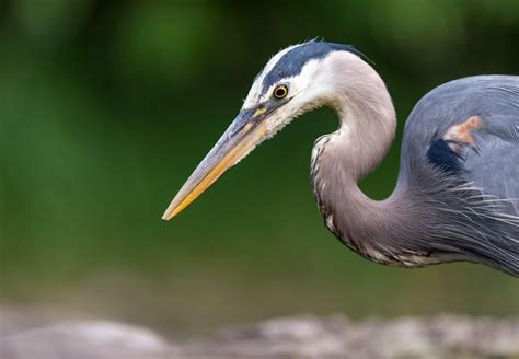 What Do Great Blue Herons Eat 8 Amazing Facts About These Beautiful