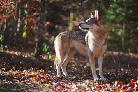 The Tamaskan Breed Information Guide Your Dog Advisor