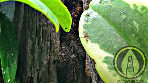 Formerly known as grammostola aureostriata, grammostola pulchripes or the chaco golden knee tarantula is a popular beginner species. DIY Arboreal Tarantula Enclosure (P. ornata) - YouTube