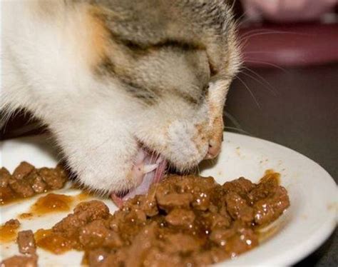 Have you noticed how your cats love the gravy from canned cat food? Why is my cat only eating (licking) the gravy? Is she ...