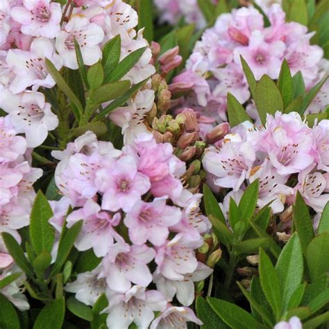 Dwarf Flowering Shrubs Evergreen