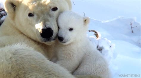 Mama And Baby Cub Polar Bear  Pictures Photos And Images For