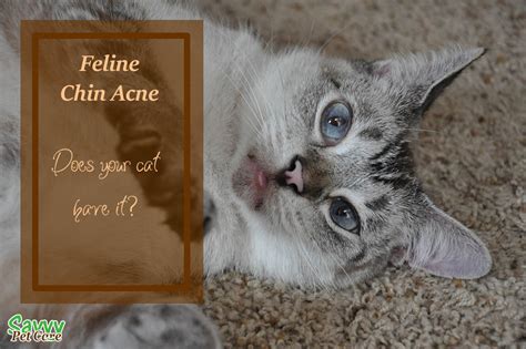 Feline Chin Acne Does Your Cat Have It Savvy Pet Care