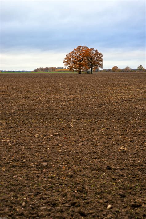 Premium Photo Lone Trees In The Middle Of A Cultivated Field On A