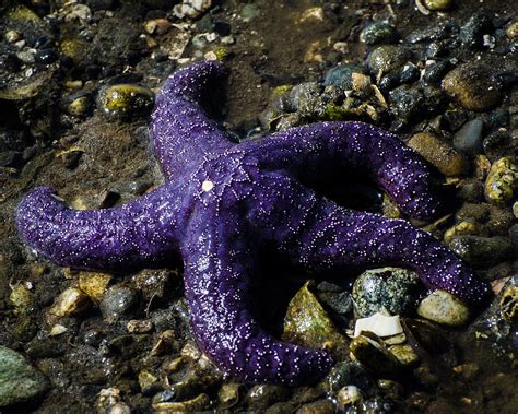 Purple Starfish Photograph By Puget Exposure