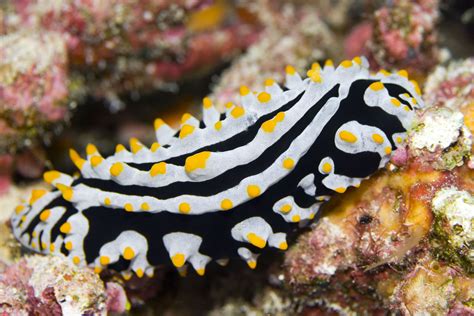 Nudibranchs Facts About The Worlds Prettiest Slugs Original Diving Blo