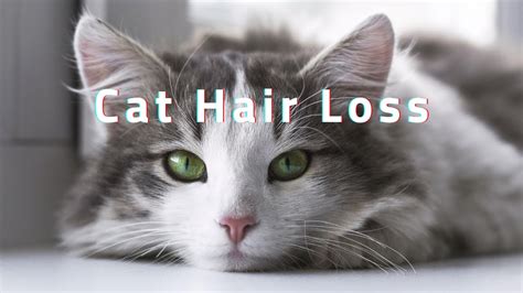 Cat Hair Loss Causes And Treatment Youtube