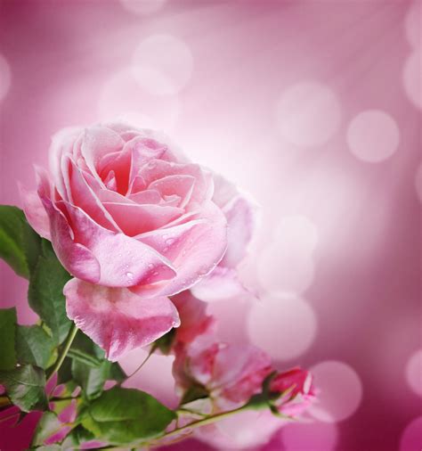 Unique Wallpaper Las Fotos Más Hermosas De Rosas De Colores 16 Imágenes