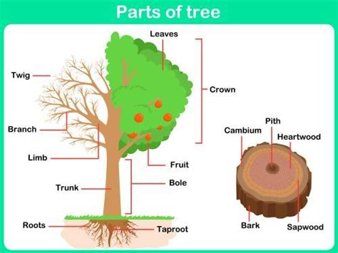 What Are The Parts Of A Tree And Their Functions Mr Tree Inc