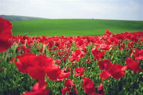 Free Stock Photo Of Poppies Poppy Field Red Flowers