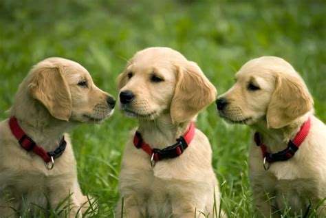 Cute Golden Retriever Puppies Pictures ~ Blog Of Cute