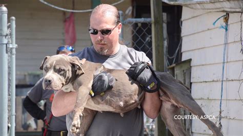 Dog Fighting Ring Bust Brings National Accolades To Ripd