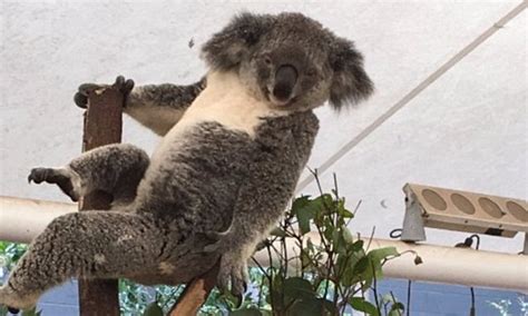 Koala Does Seductive Pose At Brisbane S Lone Pine Koala Sanctuary