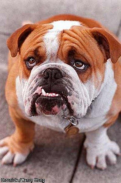 A place for really cute pictures and videos!. File:Axel, the English Bulldog.jpg - Wikipedia