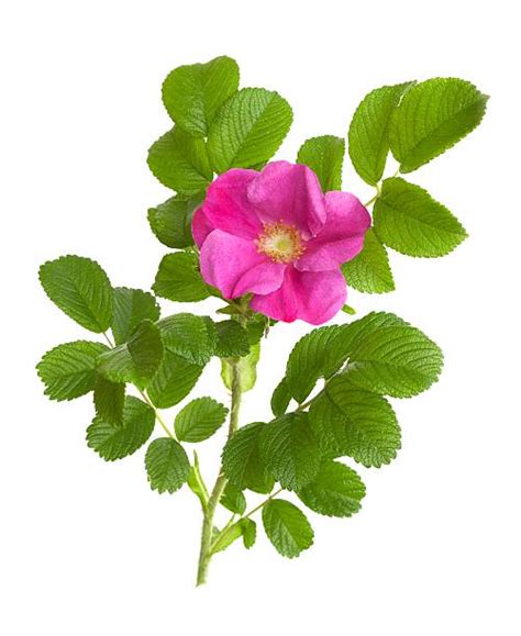 Sweetbriar Rose Stock Photos Pictures And Royalty Free Images Istock