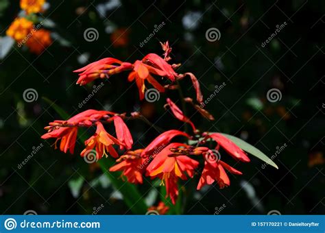 View Of The Red Flower In The Tropical Forest Stock Image Image Of