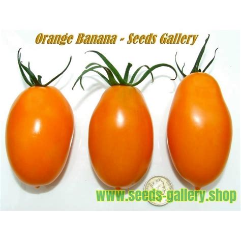 Orange Banana Tomato Seeds Cena €185