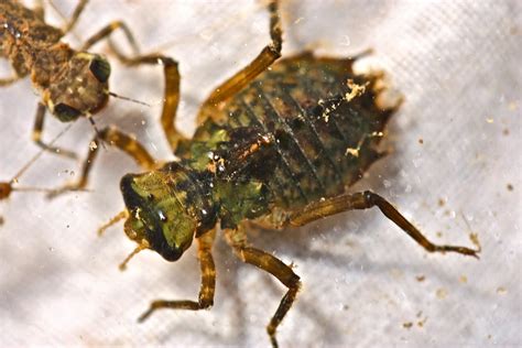 Aquatic Insects Of Central Virginia The Needle In The Haystack A