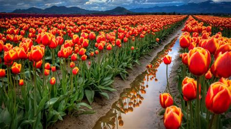 Spring Flowers Field With Red Tulips Desktop Wallpaper Full Screen 1920x1200