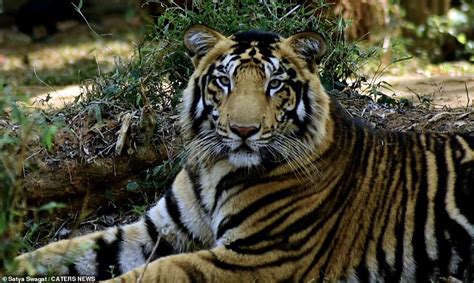 Ultra Rare Black Tigers Are Captured On Camera In India Express Digest