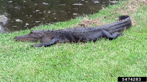 American Alligator Alligator Mississippiensis Crocodilia