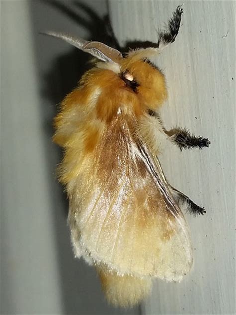 Maryland Biodiversity Project Southern Flannel Moth Megalopyge