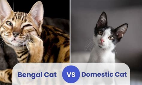 Bengal Cat Vs Domestic Cat Whats The Difference