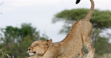 Beautiful Animals Safaris Lion Cubs And Young Male Lions