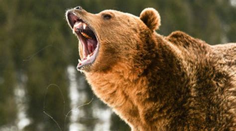 Urso Invade Quintal E Ataca Homem E C O Nos Eua Terras Do Homem