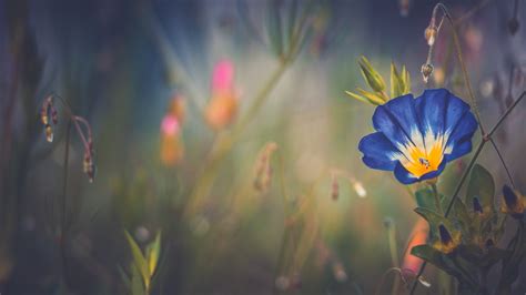 1920x1080 Blue Morning Glory Flower Laptop Full Hd 1080p Hd 4k