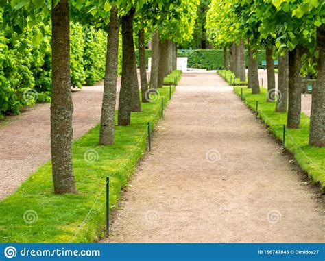 Green Alley With Trees Stock Image Image Of Folk Asphalt 156747845