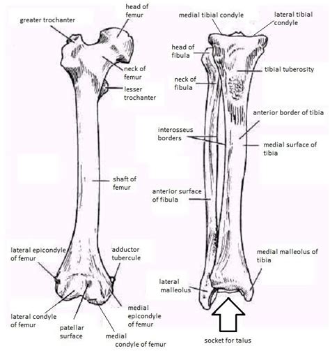 The humerus is the long bone in the. Skeletal System Diagrams | Anatomy | Pinterest | Human ...