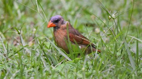 Female Northern Cardinal Molting In Northeast Florida Oc Rbirding