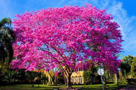 Discover 14 flowering landscape plants with a royal color, including petunias, larkspur, and clematis. Purple tabebuia | Florida trees, Plants, Tree