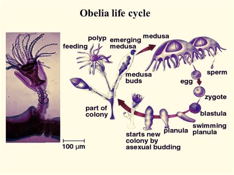 In Which Class Of Coelenterate The Polyp And Medusa Are Found In One