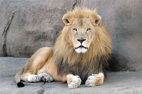 African Lion Facts And Latest Pictures 2013 Beautiful