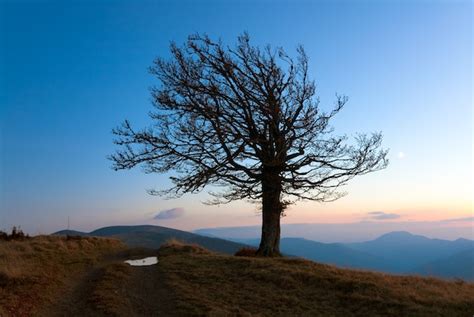 Premium Photo Lonely Autumn Naked Tree On Night Mountain Hill Top In Last Sunset Light