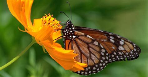 Borboleta Monarca 3666 Biofaces Bring Nature Closer