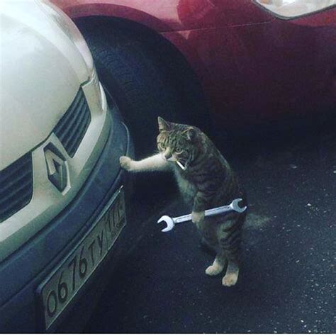 Anybody Looking For A New Mechanic Funny Cat Memes Funny Animal