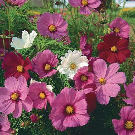 Flower Cosmos Sensation Mixture The Seed Warehouse
