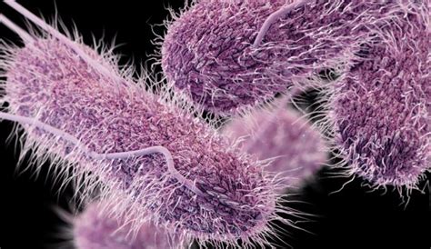 What illness do people get from salmonella infection? Department of Health | Health Care Quality Assessment ...