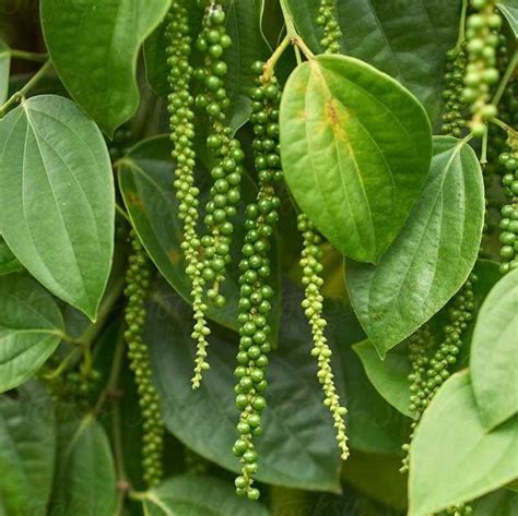 How To Grow Peppercorns To Get The Best Value Technical And Environment